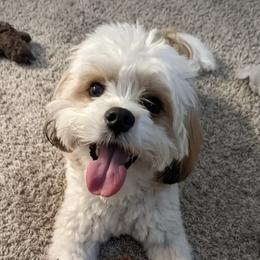 Cavachons and Cavalier King Charles Spaniels from Citrus Blue Farms