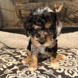 Girl 2 - Merle female Cockapoo puppy in Dahlonega, Georgia from Loveable Cockapoos