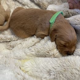 Golden Retriever Puppies from Tradershire Goldens