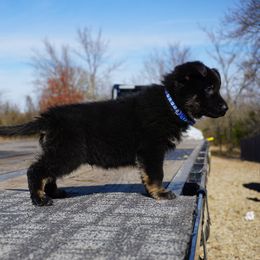 Lobo - Bi-color male German Shepherd puppy in Muldrow, Oklahoma from Reizarf Kennels
