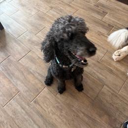 Violet - Blue female Poodle puppy in Surprise, Arizona from Gentle Paw Poodles and Doodles