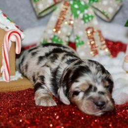 Noble - Dapple male Dachshund puppy in Bellville, Ohio from JK Mini Doxies