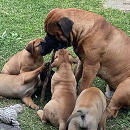 Bullmastiffs from Od Küter’s Bullmastiffs