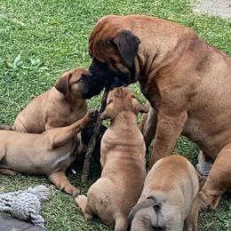 Bullmastiffs from Od Küter’s Bullmastiffs