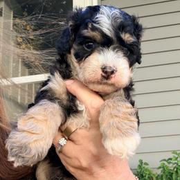 Black tri male - Tri-color male Bernedoodle puppy in Lincoln, Nebraska from GRand Doodles