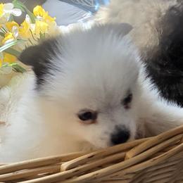 Pomsky Puppies from Amazing High Desert Pomskys