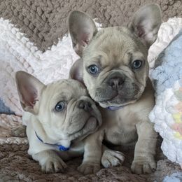 French Bulldogs from Rebel Belle Bullies