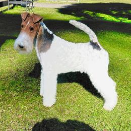 Snowy - Wire Fox Terrier