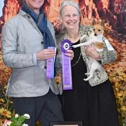 Cass - Toy Fox Terrier