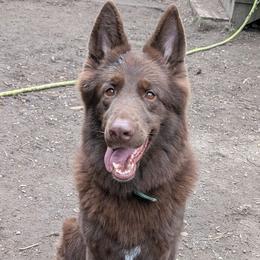 Jasper - German Shepherd