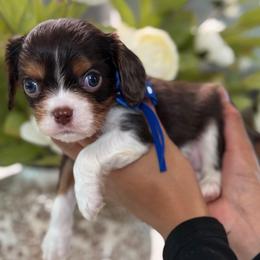 Ramen boy - Tri-color male Cavalier King Charles Spaniel puppy in Yuciapa, California from AlltheDoodlez_