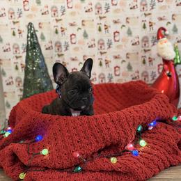 Boy 7 - Brindle male French Bulldog puppy in Shields, Michigan from Michigan Frenchies