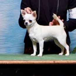 Tay - Chihuahua