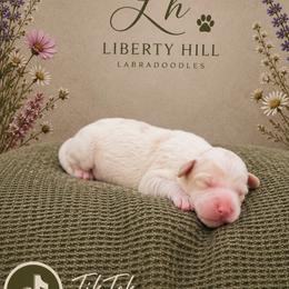 Tik Tok - Caramel cream male Australian Labradoodle puppy in Denton, Texas from Liberty Hill Labradoodles