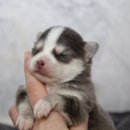 Pomsky Puppies from Royal Pomskies