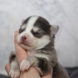 Pomsky Puppies from Royal Pomskies