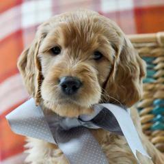 Golden Retriever, Goldendoodle, and Sheepadoodle Puppies from Farmstead 51