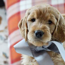 Golden Retriever, Goldendoodle, and Sheepadoodle Puppies from Farmstead 51