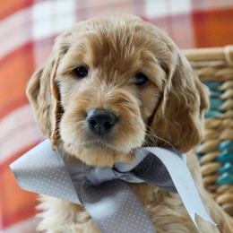 Golden Retriever, Goldendoodle, and Sheepadoodle Puppies from Farmstead 51