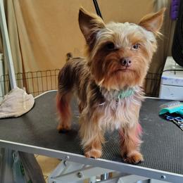 Lux - Biewer Terrier