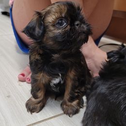 Shih Tzu Puppies from Chimera Shih Tzu