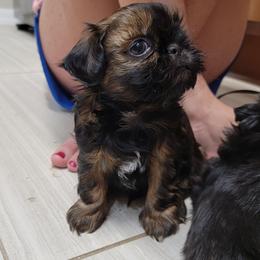Shih Tzu Puppies from Chimera Shih Tzu