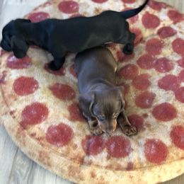 Dachshund Puppies from Doxie Acres