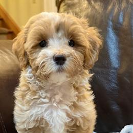 Buddy - Apricot male Maltipoo puppy in Lancaster, South Carolina from 3 Bs Havanese-PUPPIES with  PURPOSE