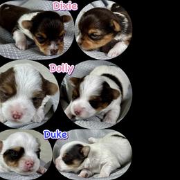 Yorkshire Terrier puppies from John's Yorkshire Terriers