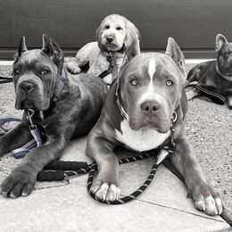 Cane Corso Puppies from JSM Corsos