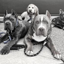Cane Corso Puppies from JSM Corsos