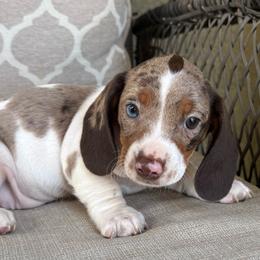 CKC Prada - Dapple female Dachshund puppy in Joshua Tree, California from Desert Dreams Ranch
