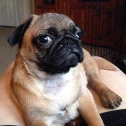 Pugs from Ballantyne Pugs