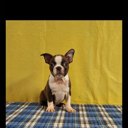 Boston Terrier Puppies from IHeart Boston Terriers