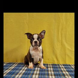 Boston Terrier Puppies from IHeart Boston Terriers