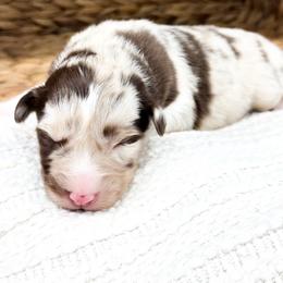 Coco - Red merle female Australian Shepherd puppy in Unionville, Iowa from Soap Creek Kennels