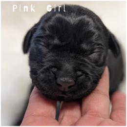 Goldendoodle, Labradoodle, Labrador Retriever, Poodle, and Sheepadoodle Puppies from Apple Creek Doodles