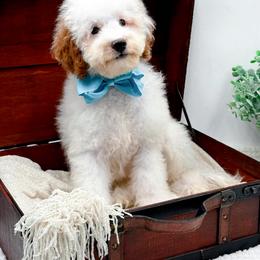 Sam - Parti male Goldendoodle puppy in North Carolina from NC Doodle Puppies