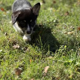 5 - Black and tan female Pembroke Welsh Corgi puppy in Sparta, New Jersey from CrestCottage Corgis