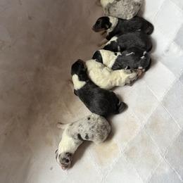 Tbd - Black white and tan male Collie puppy in Malvern, Arkansas from Lost Acres Collies
