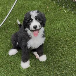Bo Peep - Black and white female Bernedoodle puppy in Banner Elk, North Carolina from Walnut Tree Bernedoodles