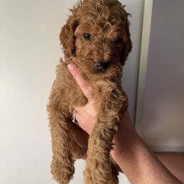 Double Doodle, Goldendoodle, Labradoodle, and Poodle Puppies from Amore Doodles & Poodles