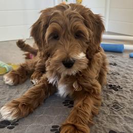 Luna - Apricot female Goldendoodle puppy in Gilbert, Arizona from DogHouse Doodles
