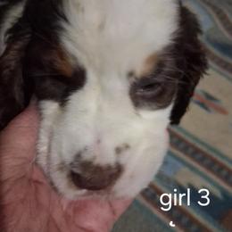Girl 3 - Liver and white female English Springer Spaniel puppy in St. Louis, Michigan from Jo's Gems Springer