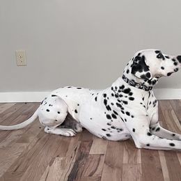Crusher - Dalmatian
