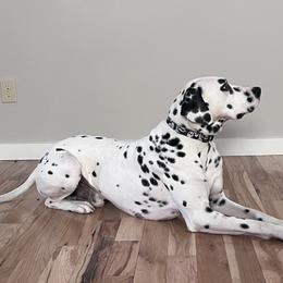 Crusher - Dalmatian