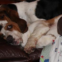 Rose - Basset Hound