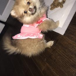 Pomeranian and Yorkshire Terrier Puppies from Melrey's paws