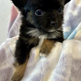 Link - Black tri male Toy Australian Shepherd puppy in Mount Airy, Georgia from North Georgia Gems