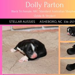 Dolly Parton - Black tri-color female Australian Shepherd puppy in Asheboro, North Carolina from Stellar Aussies